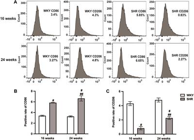 Calcium-sensing receptor-mediated macrophage polarization improves myocardial remodeling in spontaneously hypertensive rats